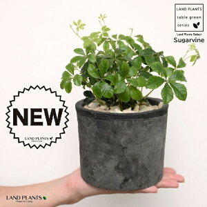 VK[oC F X|bg V_[^ 픫iVRӐ΁j VbTX LbXX p[ZmVbTX pemVbTX 5t 鐫A A  f eRb^  ubN D O