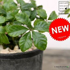 つる性植物 花 観葉植物の人気商品 通販 価格比較 価格 Com
