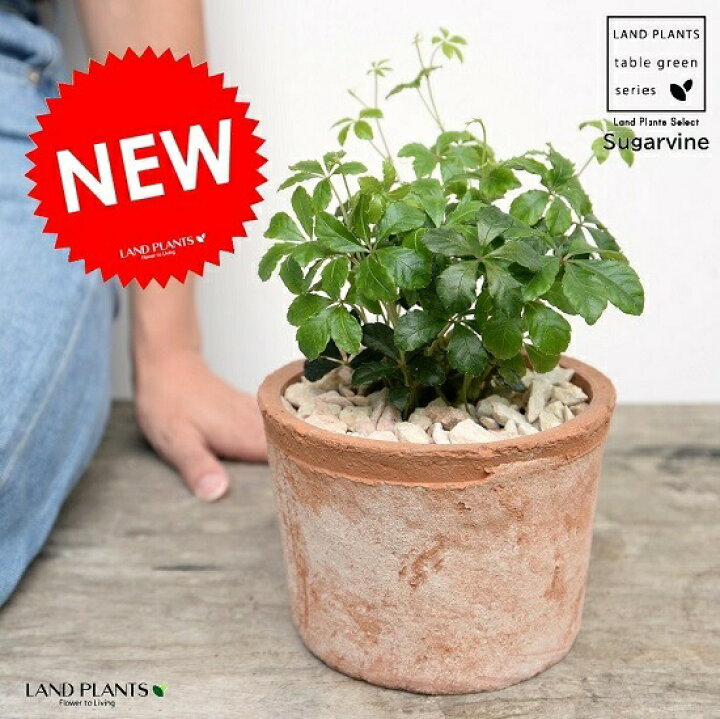 楽天市場 シュガーバイン 茶色 モスポット シリンダー型 陶器鉢 天然砕石 パーセノシッサス パルテノシッサス 5枚葉 つる性植物 鉢植え 鉢 素焼 テラコッタ 茶 ブラウン オレンジ 丸 丸形 送料無料 育て方カード ランドプランツ