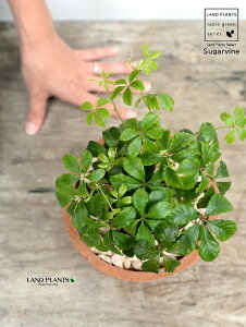 VK[oC F X|bg V_[^ 픫iVRӐ΁j p[ZmVbTX pemVbTX 5t 鐫A A  f eRb^  uE IW  ی` 