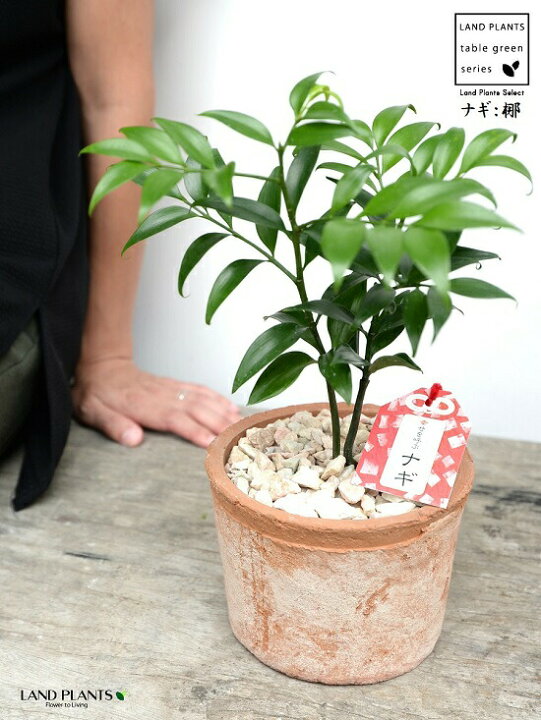 楽天市場 縁結びの木 梛 ナギ 茶色 モスポット シリンダー型 陶器鉢 天然砕石 ナギの木 梛木 熊野三山 神木 鉢植え 鉢 素焼 テラコッタ 茶 ブラウン オレンジ 丸 丸形 送料無料 育て方カード ランドプランツ