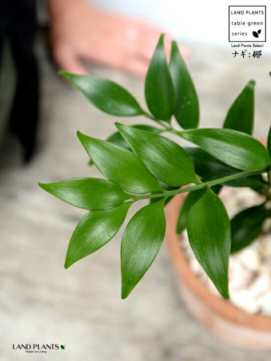 楽天市場 縁結びの木 梛 ナギ 茶色 モスポット シリンダー型 陶器鉢 天然砕石 ナギの木 梛木 熊野三山 神木 鉢植え 鉢 素焼 テラコッタ 茶 ブラウン オレンジ 丸 丸形 送料無料 育て方カード ランドプランツ 楽天市場 縁結びの木 梛 ナギ 茶色 モスポット シリンダー型 陶器鉢 天然砕石 ナギの木 梛木 熊野三山 神木 鉢植え 鉢 素焼 テラコッタ 茶 ブラウン オレンジ 丸 丸形 送料無料 育て方カード ランドプランツ