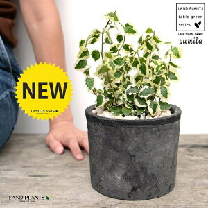 v~ij F X|bg V_[^ 픫iVRӐ΁j tBJXv~ OhJo[  oGK[^ 鐫A A  f eRb^  ubN D O[  