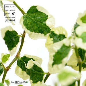 v~ij F X|bg V_[^ 픫iVRӐ΁j tBJXv~ OhJo[  oGK[^ 鐫A A  f eRb^  ubN D O[  