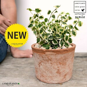 v~ij F X|bg V_[^ 픫iVRӐ΁j tBJXv~ OhJo[  oGK[^ 鐫A A  f eRb^  uE IW  