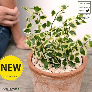 v~ij F X|bg V_[^ 픫iVRӐ΁j tBJXv~ OhJo[  oGK[^ 鐫A A  f eRb^  uE IW  