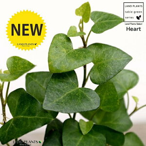 アイビー ハート 観葉植物の人気商品 通販 価格比較 価格 Com