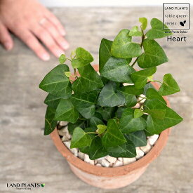楽天市場 ハート型 観葉植物 花 観葉植物 花 ガーデン Diyの通販