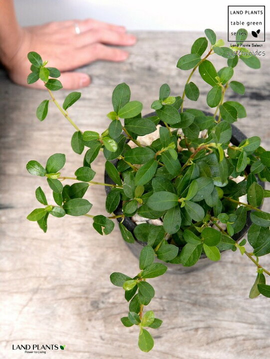 楽天市場 フィカス シャングリラ つる性ガジュマル 黒色 モスポット シリンダー型 陶器鉢 天然砕石 ガジュマル テリハイヌビワ 蔓性 ツル性 鉢植え 鉢 素焼 テラコッタ 黒 ブラック 灰 グレー 丸 丸形 観葉植物 植物 送料無料 ランドプランツ 楽天市場 フィカス シャングリラ つる性ガジュマル 黒色 モスポット シリンダー型 陶器鉢 天然砕石 ガジュマル テリハイヌビワ 蔓性 ツル性 鉢植え 鉢 素焼 テラコッタ 黒 ブラック 灰 グレー 丸 丸形 観葉植物 植物 送料無料 ランドプランツ