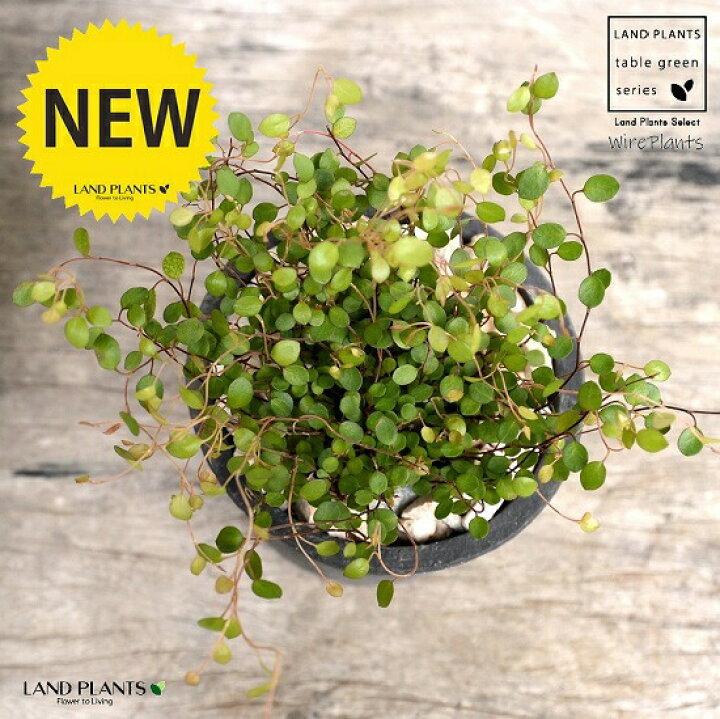 楽天市場 ワイヤープランツ 黒色 モスポット シリンダー型 陶器鉢 天然砕石 ワイヤー グランドカバー つる性植物 鉢植え 鉢 素焼 テラコッタ 黒 ブラック 丸 丸形 観葉植物 植物 送料無料 育て方カード ランドプランツ