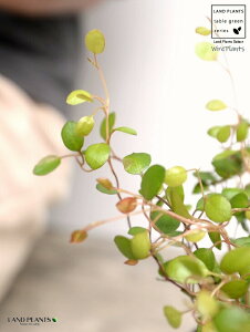 C[vc F X|bg V_[^ 픫iVRӐ΁j C[ OhJo[ 鐫A A  f eRb^  ubN  ی` ϗtA A  ĕJ