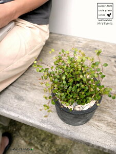 C[vc F X|bg V_[^ 픫iVRӐ΁j C[ OhJo[ 鐫A A  f eRb^  ubN  ی` ϗtA A  ĕJ