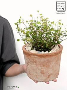 C[vc F X|bg V_[^ 픫iVRӐ΁j C[ OhJo[ 鐫A A  f eRb^  uE  ی`  ĕJ[h