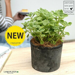 A}eBJX F X|bg V_[^ 픫yRRt@Co[Eĕz vNgTX LoIKm n[u n[ueB[ X[v~g Hp  A eRb^ f