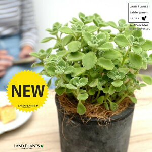 A}eBJX F X|bg V_[^ 픫yRRt@Co[Eĕz vNgTX LoIKm n[u n[ueB[ X[v~g Hp  A eRb^ f