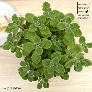 A}eBJX F X|bg V_[^ 픫yRRt@Co[Eĕz vNgTX LoIKm n[u n[ueB[ X[v~g Hp  A eRb^ f