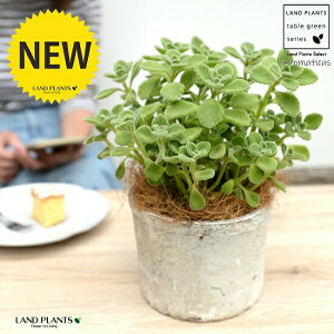 A}eBJX F X|bg V_[^ 픫yRRt@Co[Eĕz vNgTX LoIKm n[u n[ueB[ X[v~g Hp  A eRb^ f