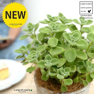 A}eBJX F X|bg V_[^ 픫yRRt@Co[Eĕz vNgTX LoIKm n[u n[ueB[ X[v~g Hp  A eRb^ f