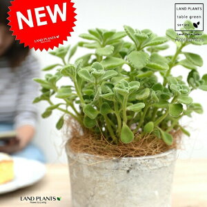 A}eBJX F X|bg V_[^ 픫yRRt@Co[Eĕz vNgTX LoIKm n[u n[ueB[ X[v~g Hp  A eRb^ f