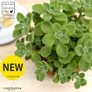 yn[uz A}eBJX F X|bg V_[^ 픫yRRt@Co[Eĕz vNgTX LoIKm n[ueB[ X[v~g Hp  A c c e