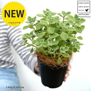 A}eBJX 4 F vX`bNyRRt@Co[z vNgTX LoIKm n[u n[ueB[ X[v~g Hp  A v v 12cm|bg c c ubN