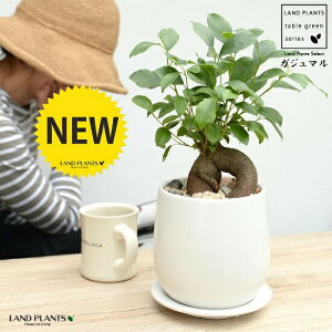 ガジュマル(幹太タイプ) 白色ドロップ型 陶器鉢 Sサイズ 【天然砕石・受皿・育て方】 幸福をもたらす 多幸の樹 精霊 がじゅまるの木 鉢植え 鉢 丸鉢 ラウンド ホワイト 白 マット 艶消し