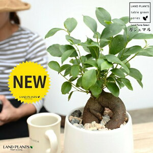 ܂ij Fhbv^ 픫 STCY yVRӐ΁EMEĕz K炷 K̎  KW} ܂̖ A  ۔ Eh zCg  }bg 