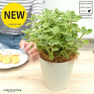 yz A}eBJX 4 F vX`bNyRRt@Co[z vNgTX LoIKm n[u n[ueB[ X[v~g Hp  A v v 12cm|bg c c