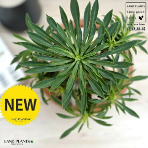 hSiفF\ecL F X|bg V_[^ 픫yVRӐ΁Eĕz pCibvR[ [tHrA hSL  i \ec hS \eci  A eR