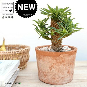 \ecLihSiفj F X|bg V_[^ 픫yVRӐ΁Eĕz pCibvR[ [tHrA hSL  i \ec hS \eci  A e