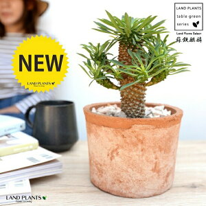 \ecLihSiفFpCibvR[j F X|bg V_[^ 픫yVRӐ΁Eĕz [tHrA hSL  i \ec hS \eci  A e