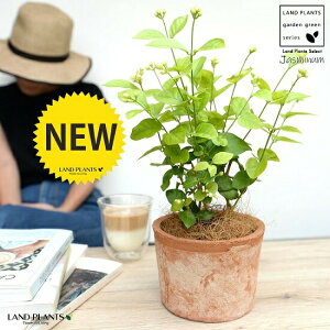 �A���r�A���W���X�~���i�仉ԁF�}�c���J�j ���F ���X�|�b�g �V�����_�[�^ ���픫�y�R�R�t�@�C�o�[�z �T���o�b�N�W���X�~�� �W���X�~�� �s�J�P �T���p�M�[�^ �� ���A�� �e���R�b�^ �f�Ă� 