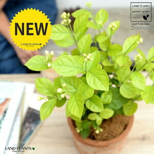 �W���X�~���i�仉ԁF�}�c���J�j ���F ���X�|�b�g �V�����_�[�^ ���픫�y�R�R�t�@�C�o�[�z �T���o�b�N�W���X�~�� �A���r�A���W���X�~�� �s�J�P �T���p�M�[�^ �� ���A�� �e���R�b�^ �f�Ă� 