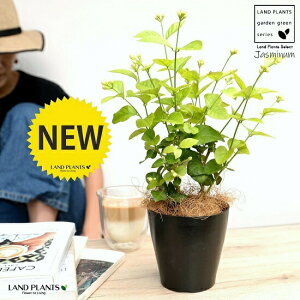 �y�������z�A���r�A���W���X�~���i�仉ԁF�}�c���J�j4�� ���F �v���X�`�b�N���y�R�R�t�@�C�o�[�z �T���o�b�N�W���X�~�� �W���X�~�� �s�J�P �T���p�M�[�^ �� ���A�� �v�� �v���� 12cm�|�b�g