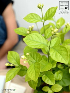 �y�������z�A���r�A���W���X�~���i�仉ԁF�}�c���J�j4�� ���F �v���X�`�b�N���y�R�R�t�@�C�o�[�z �T���o�b�N�W���X�~�� �W���X�~�� �s�J�P �T���p�M�[�^ �� ���A�� �v�� �v���� 12cm�|�b�g