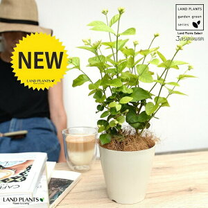 �y�������z�A���r�A���W���X�~���i�仉ԁF�}�c���J�j4�� ���F �v���X�`�b�N���y�R�R�t�@�C�o�[�z �T���o�b�N�W���X�~�� �W���X�~�� �s�J�P �T���p�M�[�^ �� ���A�� �v�� �v���� 12cm�|�b�g