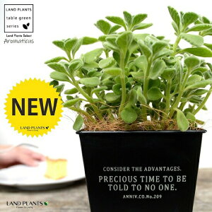 A}eBJX zCgS F XNGA^ uL|bg STCYyRRt@Co[z vNgTX LoIKm n[u n[ueB[ X[v~g Hp  A Jo[ 