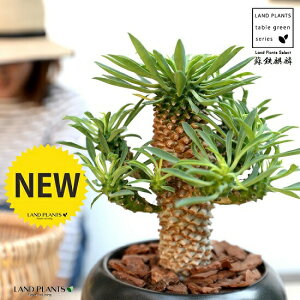 \ecLFhSi F  픫yo[N`bvEMEĕz pCibvR[ [tHrA hSL  i \ec hS \eci  A    {[