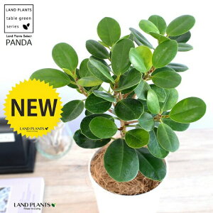 y󏭐Azyz p_KW} 4 vX`bN F yRRt@Co[z KW} ܂ p_ A  c c ϗtA  zCg  Eh