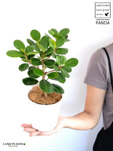 y󏭐Azyz p_KW} 4 vX`bN F yRRt@Co[z KW} ܂ p_ A  c c ϗtA  zCg  Eh