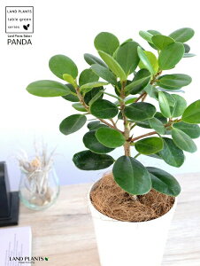 y󏭐Azyz p_KW} 4 vX`bN F yRRt@Co[z KW} ܂ p_ A  c c ϗtA  zCg  Eh