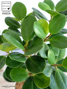 y󏭐Azyz p_KW} 4 vX`bN F yRRt@Co[z KW} ܂ p_ A  c c ϗtA  zCg  Eh