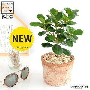 y󏭐Az p_KW} F X|bg V_[^ 픫 yVRӐ΁Eĕz KW} ܂ p_  A c c eRb^ fĂ MOSS POT  uE ϗtA