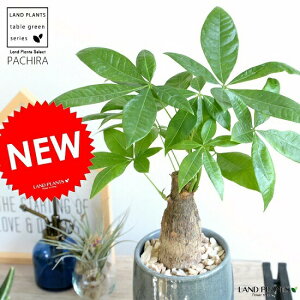 パキラ(幹太タイプ) ブルー色 落ち着きのある 陶器鉢【天然砕石・受皿・育て方】 幹太パキラ アクアティカ 発財樹 お金の木 お金を生み出す樹 鉢植え 鉢 苗 苗木 観葉植物 観葉 青 水色