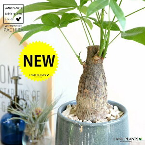 pLi^Cvj u[F ̂ 픫yVRӐ΁EMEĕz pL ANAeBJ  ̖ 𐶂ݏo A  c c ϗtA ϗt  F 