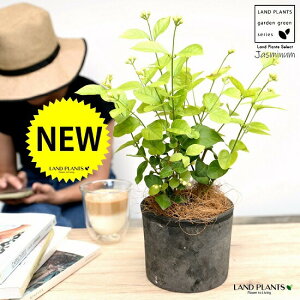 �A���r�A���W���X�~���i�仉ԁF�}�c���J�j ���F ���X�|�b�g �V�����_�[�^ ���픫�y�R�R�t�@�C�o�[�z �T���o�b�N�W���X�~�� �W���X�~�� �s�J�P �T���p�M�[�^ �� ���A�� �e���R�b�^ �f�Ă� 