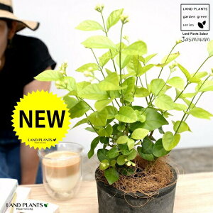 �W���X�~���i�仉ԁF�}�c���J�j ���F ���X�|�b�g �V�����_�[�^ ���픫�y�R�R�t�@�C�o�[�z �T���o�b�N�W���X�~�� �A���r�A���W���X�~�� �s�J�P �T���p�M�[�^ �� ���A�� �e���R�b�^ �f�Ă� 