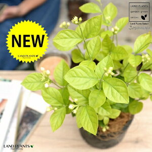 �}�c���J�i�A���r�A���W���X�~���j ���F ���X�|�b�g �V�����_�[�^ ���픫�y�R�R�t�@�C�o�[�z �仉� �T���o�b�N�W���X�~�� �W���X�~�� �s�J�P �T���p�M�[�^ �� ���A�� �e���R�b�^ �f�Ă� MO