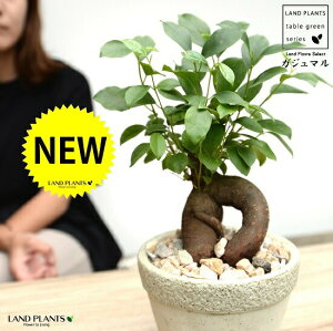 KW}i^Cvj Ζ͗l̃Zg |bg MTCY yVRӐ΁EMEĕz K炷 K̎  ܂̖ lQ픫 A  c c D O[ RN