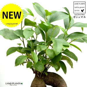 KW} ij F X|bg V_[^ eRb^ yVRӐ΁Eĕz K炷 K̎  ܂̖ lQ f A  c c ubN  O[ 